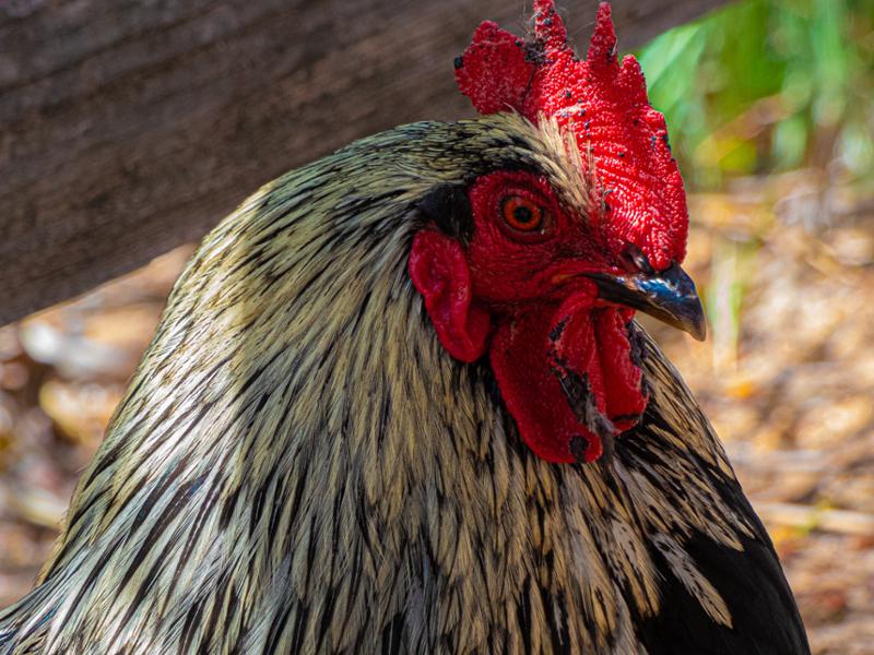 Calvin Razo "Untitled"