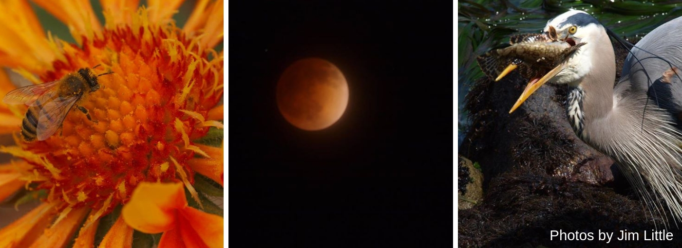 Nature photos by Jim Little